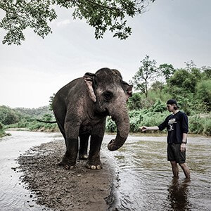 一个男人伸向大象的照片。
